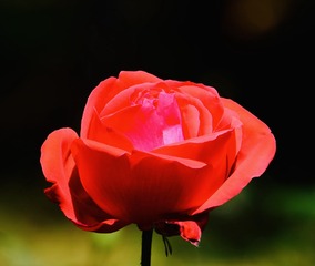 FCE927AC-F6D7-4A9D-AC82-74B5D6360C8A/L0/001