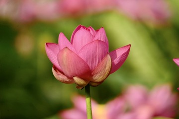 4C8728E9-9D89-4E27-88CA-A335790AC8C3/L0/001