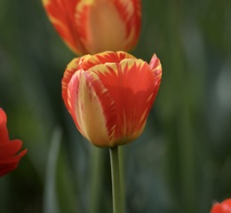 FB3802E3-6B25-490D-B61E-C4E6FB8A199D/L0/001