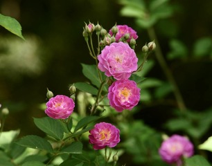 27BB0A50-563C-460B-B3EB-C90779D6B1FA/L0/001