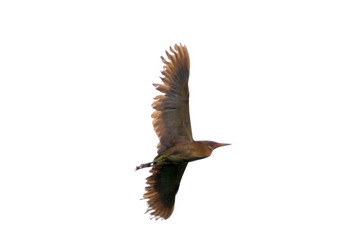 D6348996-9D6B-4EB0-BC37-D0710EB46957/L0/001