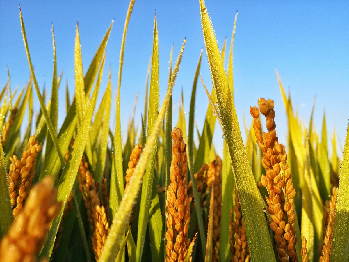 稻花香里说丰年