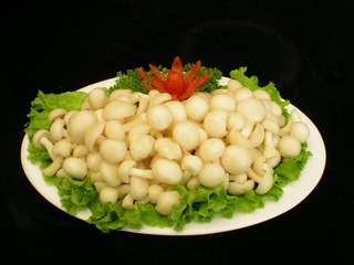 白王菇