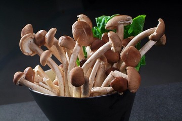 茶树菇 (2)