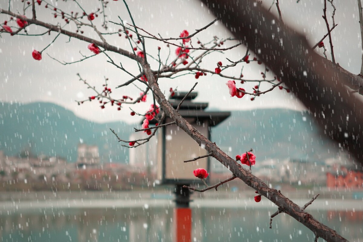 桃花