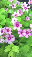IMAG0440.jpg