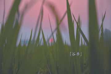 霜降新8