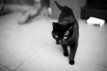 IMG_2139-bw