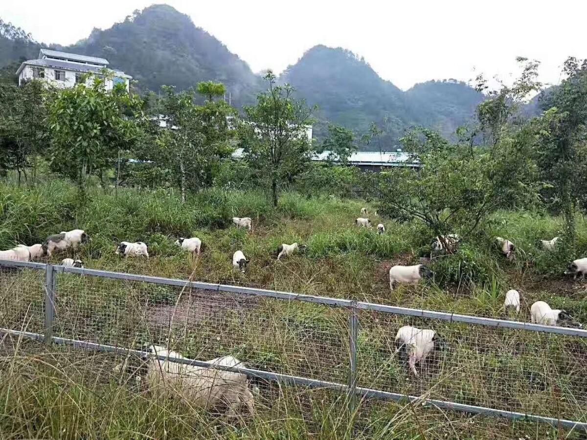 养殖牛 羊