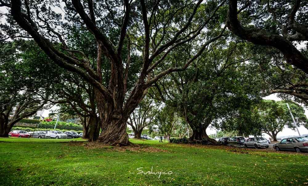 D1奥克兰Auckland遍地是免费的公园，连很多家里面都是这种需要几个人环抱的树，我见过最大的树可能需要10个人环抱，要知道新西兰作为殖民地，奥克兰的开发也才不到300年。