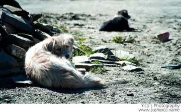 DSC_5258（SRGB签名缩小）.jpg