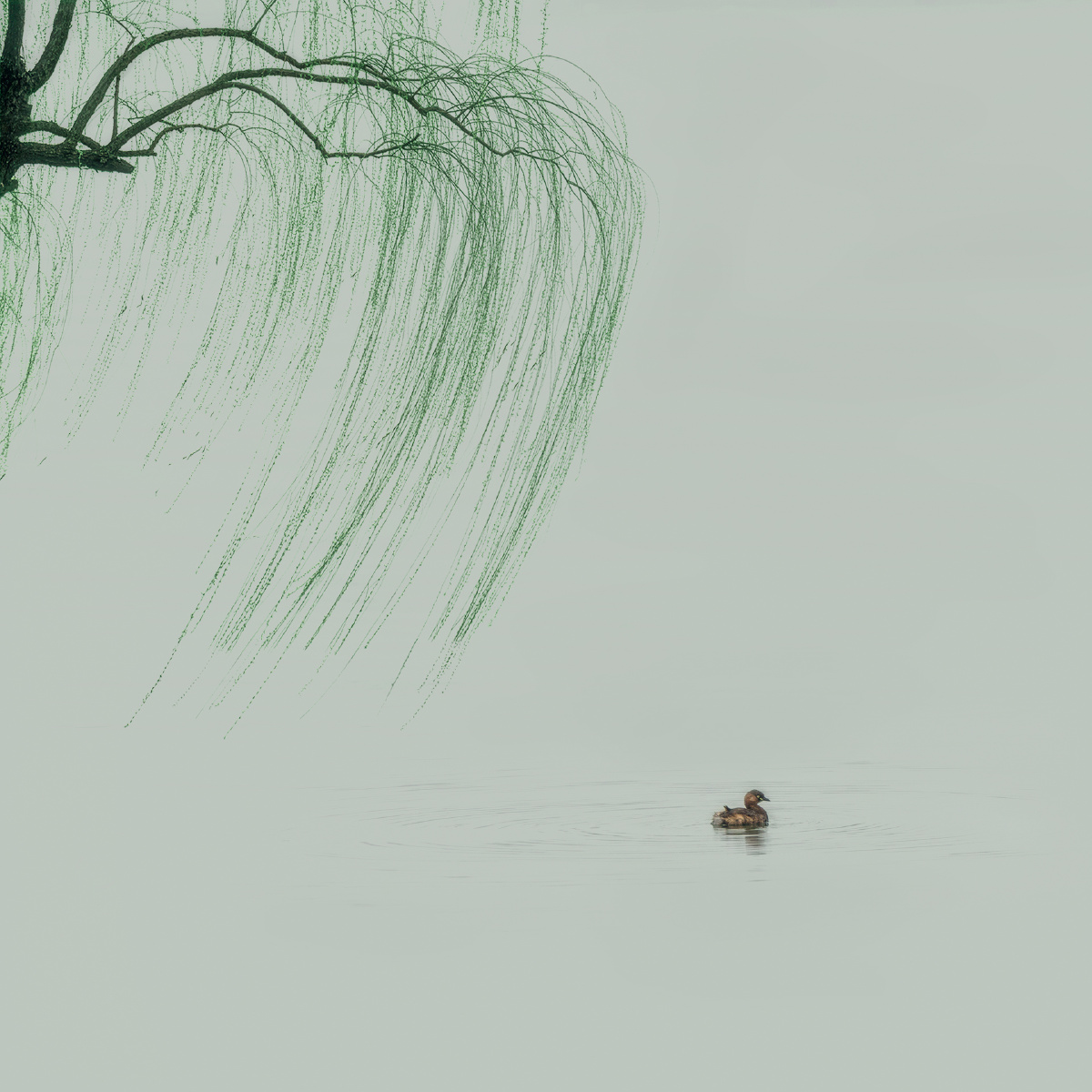 春面不寒杨柳风