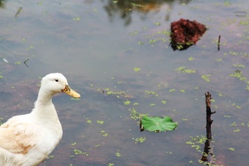 IMG_45068888.jpg