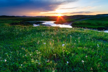 野花摇曳映夕阳