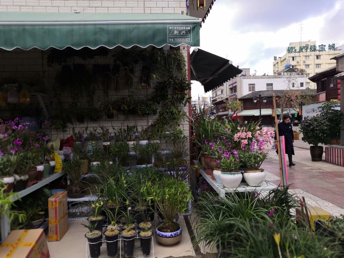 昆明花鸟市场