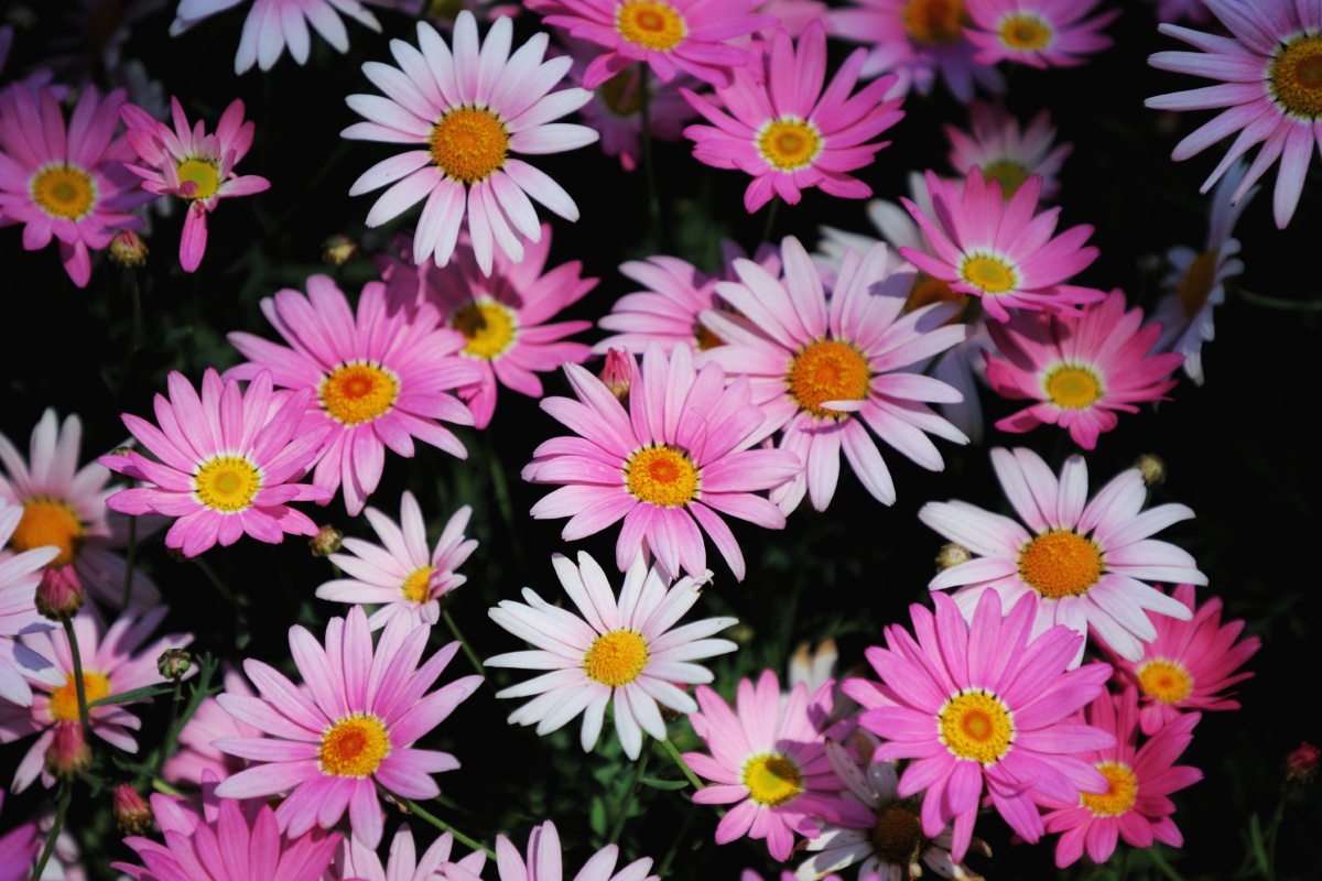 花用色彩讲述故事