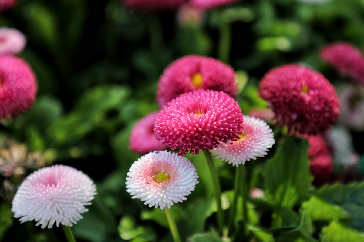 花用色彩讲述故事