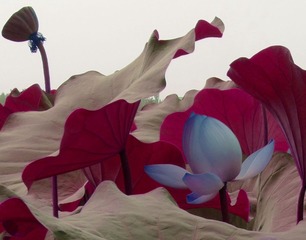 L1010321.JPG