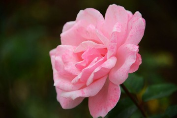 DSC_3948 (23)