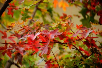 DSC_3949 (24)