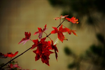 DSC_3950 (25)