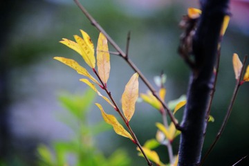DSC_3954 (27)
