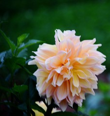 DSC_3957 (30)
