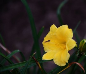 DSC_3961 (33)