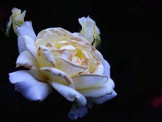 DSC_3963 (35)