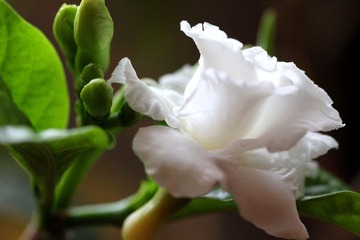 IMG_0752.jpg