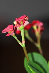 IMG_0732.jpg