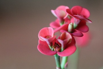 IMG_0663.JPG
