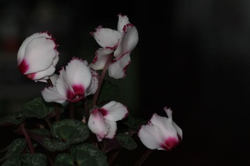 IMG_0970.JPG