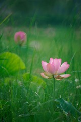 荷花1