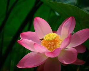 荷花3