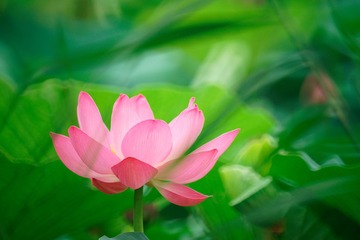 荷花9