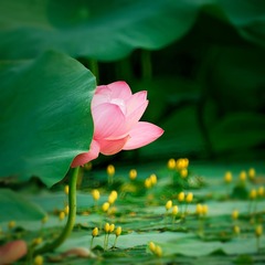荷花13