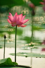 荷花14