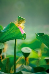 荷花15