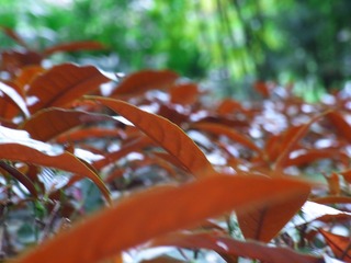 红背桂花 (3)
