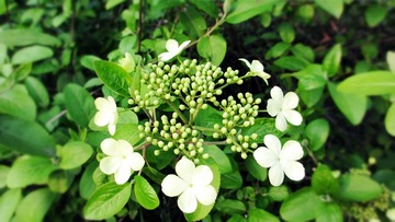 IMG_3111.JPG