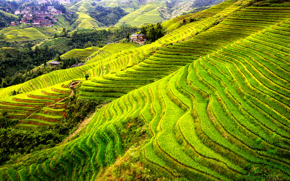 广西龙胜梯田.