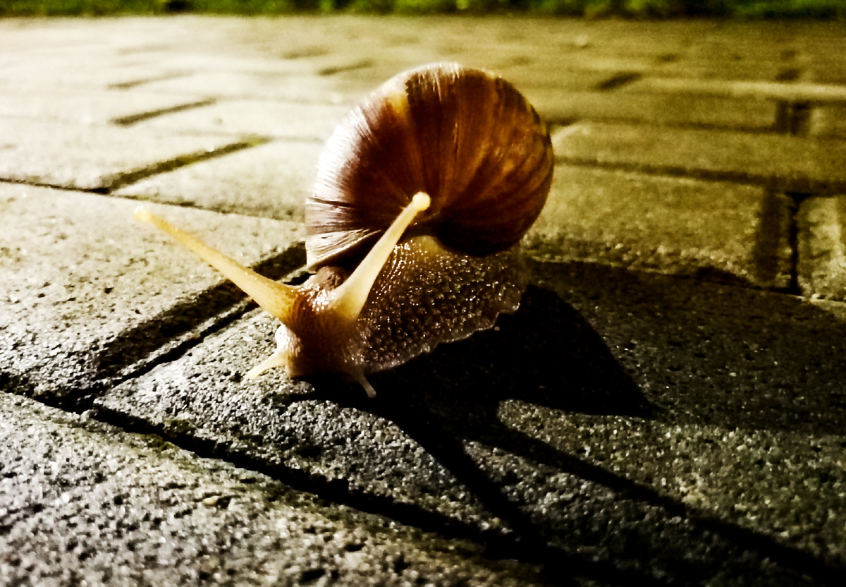 晚上,蜗牛在路灯下.