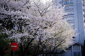20180321-DSCF6492-信义坊樱花