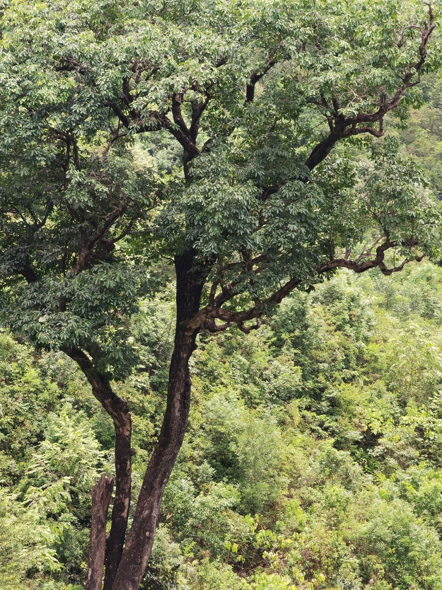 原始森林里的大树 - hellobanana - 图虫