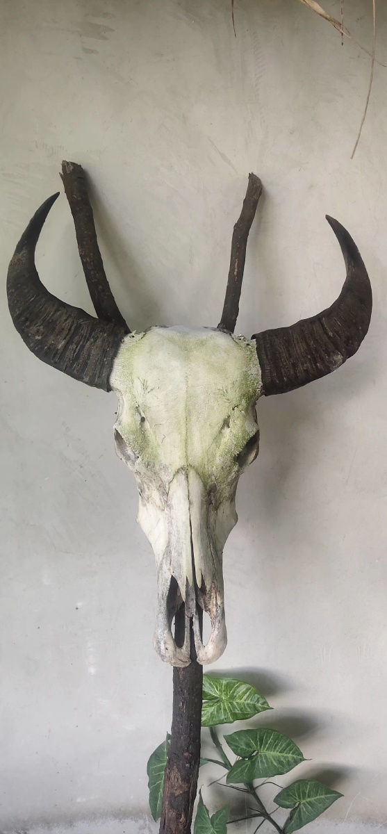 室内摆放的牛头骨