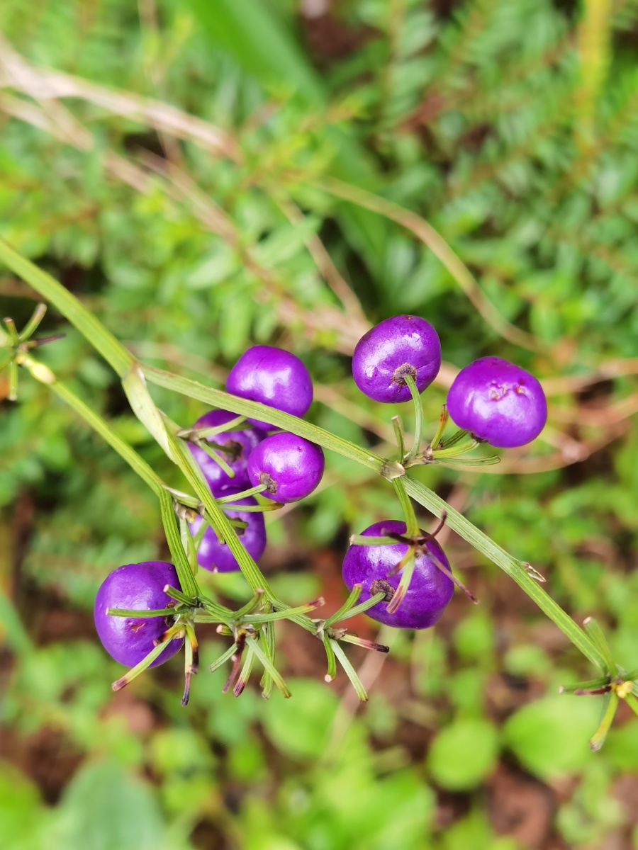 金线桔梗兰果实