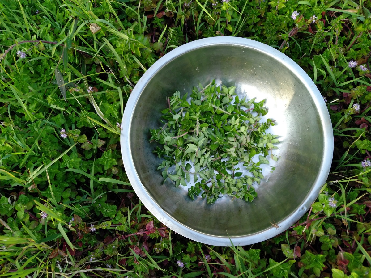 野菜,当地佤族人称之为香香菜