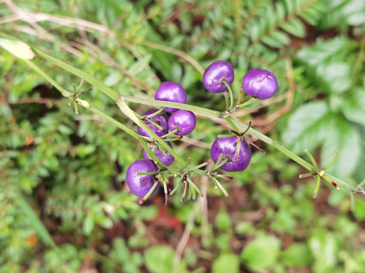 金线桔梗兰果实