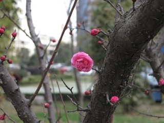 IMG_0442.JPG